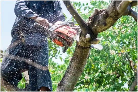 tree services Manawa